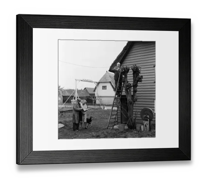 Framed Print : A man cutting down a tree in Barley Village, Lancashire. Circa 1952