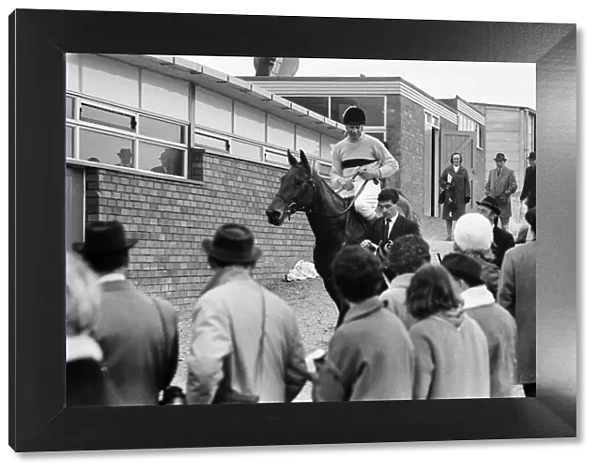 Cheltenham Gold Cup, Thursday 17th March 1966. Arkle and Pat Taaffe after winning