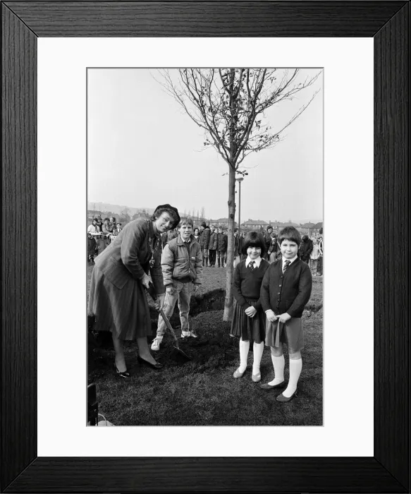 Framed Print : Kirklees Mayoress Mrs Barbara Walker plants a tree at Beech School, Golcar