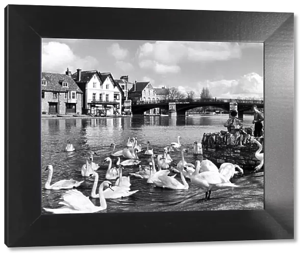 Feeding the Queens swans below Windsor Bridge on the River Thames, Berkshire