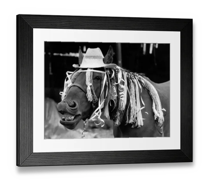 Framed Print : Animals - Horses: Horse called boy George. September 1984 P001903