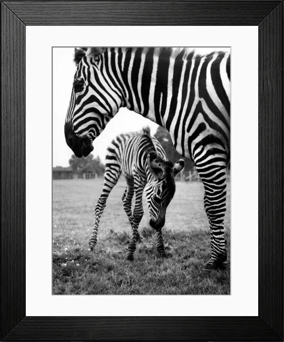 Framed Print : Meet a Dainty Dazzler: Those spindly legs are a little unsteady yet