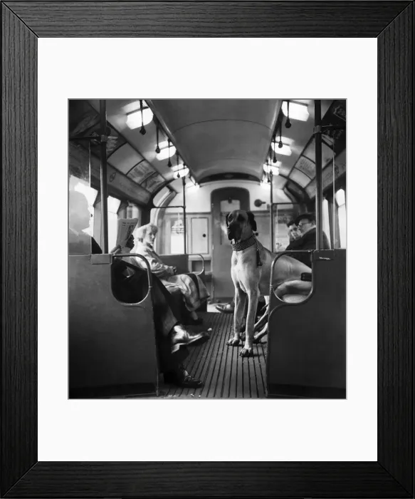 Framed Print : Mr G George and his dog Bruce the Great Dane sitting on the tube with travellers in Framed Print : Mr G George and his dog Bruce the Great Dane sitting on the tube with travellers in