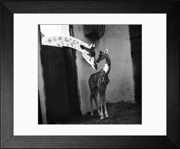 Framed Print : Elizabeth, baby giraffe at Belle Vue Zoo, Manchester with her mother September 1952 Framed Print : Elizabeth, baby giraffe at Belle Vue Zoo, Manchester with her mother September 1952