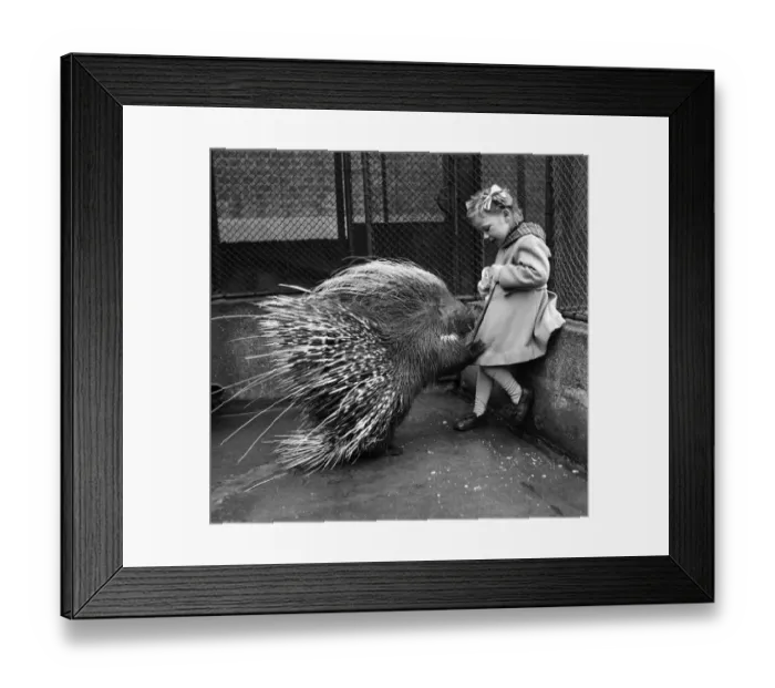 Framed Print : Jannifer Waight 4 1  /  2 yrs. With Porcupine at the London Zoo. London, February 1953 D898
