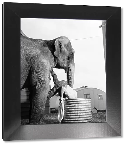Chessington Zoo. 'Comet', the 20 year, old Elephant