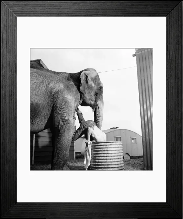 Framed Print : Chessington Zoo. Comet, the 20 year, old Elephant Framed Print : Chessington Zoo. Comet, the 20 year, old Elephant