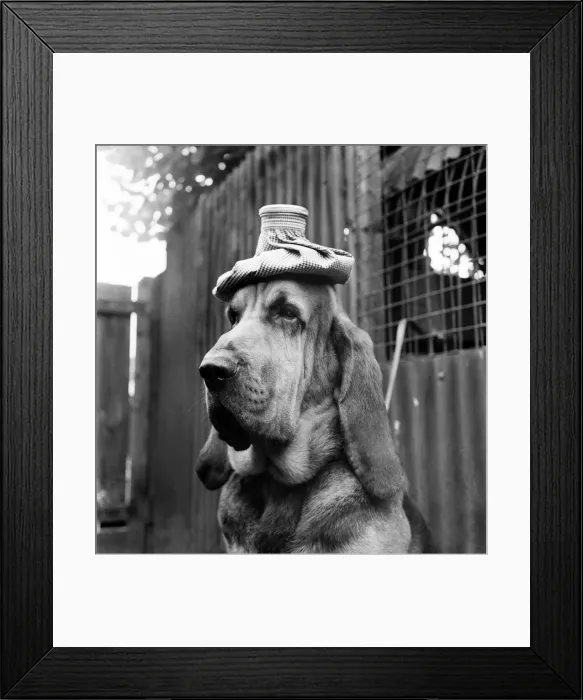 Framed Print : Hot Weather. Bruce the Bloodhound tries to keep a cool head with a ice pack Framed Print : Hot Weather. Bruce the Bloodhound tries to keep a cool head with a ice pack