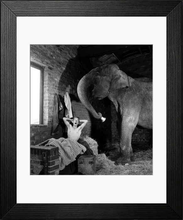 Framed Print : Chessington Zoo. Comet, the 20 year, old Elephant Framed Print : Chessington Zoo. Comet, the 20 year, old Elephant