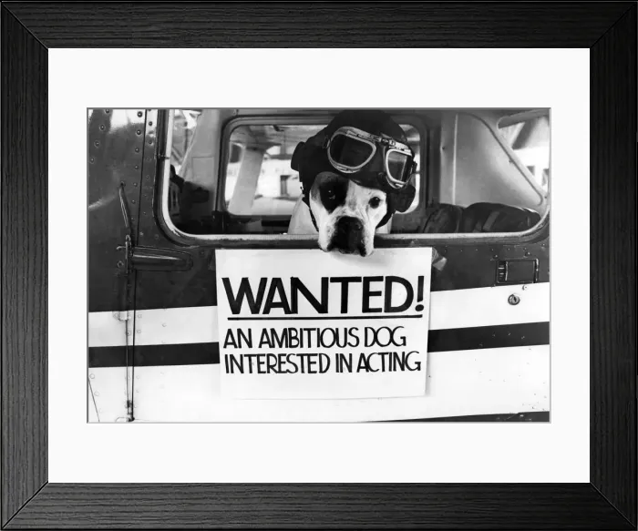 Framed Print : Boxer not Biggles Anna the 3 years old Boxer dog who was picked to act on stage for