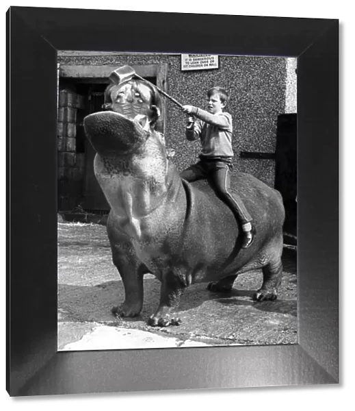 A young boy feeds a hippo a loaf of bread whilst riding on his back at Coventry Zoo