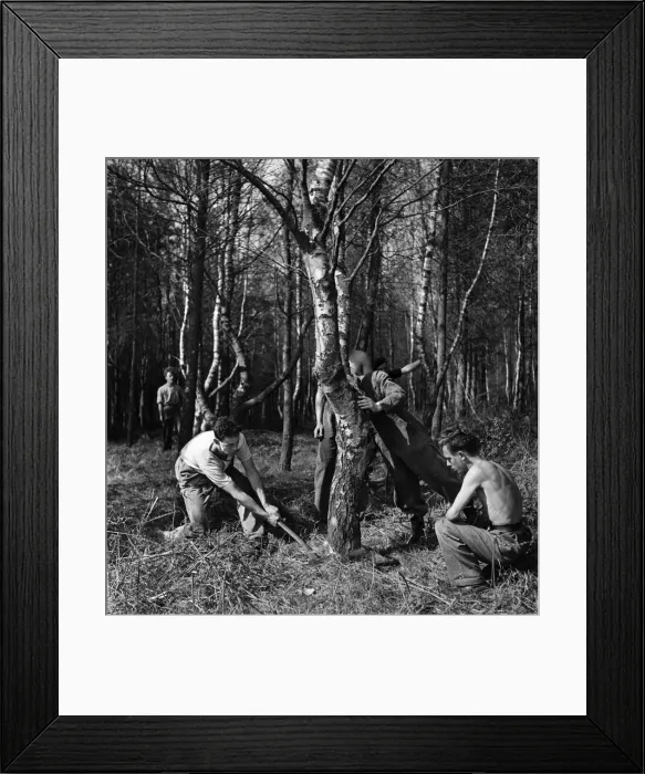 Framed Print : Forestry Commission Workers planting a new forest at Thetford Chase in Norfolk