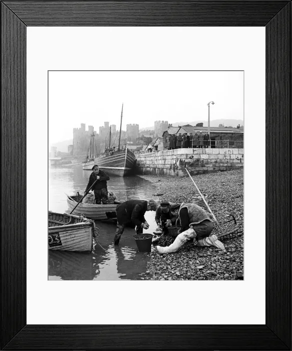 Framed Print : Musselmen below Conwy Castle. Conwy, Wales, March 1953 D1229-001 Framed Print : Musselmen below Conwy Castle. Conwy, Wales, March 1953 D1229-001