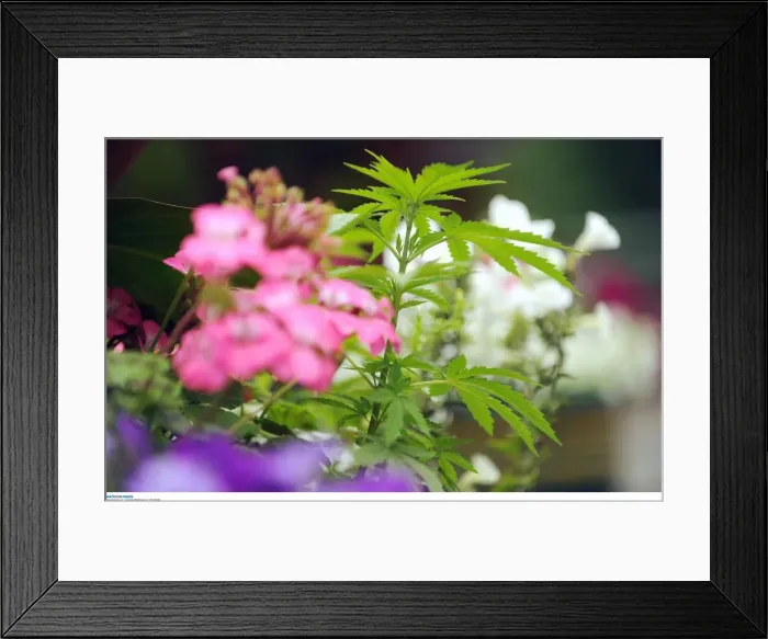 Framed Print : BPM MEDIA; Cannabis plants growing in six Newport City Council flower pots on the B4591 Framed Print : BPM MEDIA; Cannabis plants growing in six Newport City Council flower pots on the B4591