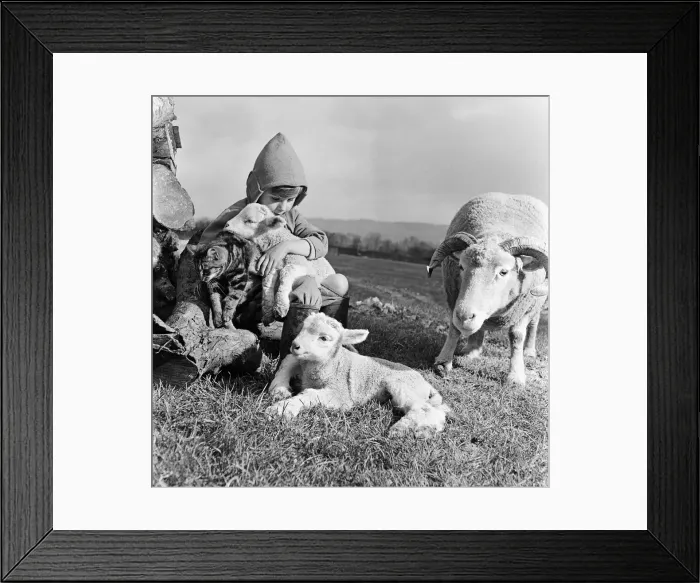 Framed Print : Christmas lambs. Down at Rye House Farm, Otford, Kent, early lambs are being born Framed Print : Christmas lambs. Down at Rye House Farm, Otford, Kent, early lambs are being born
