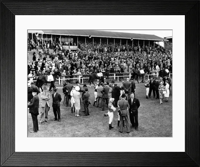 Framed Print : Horses about to take part in the Northumberland Plate on saturday walk around the parade Framed Print : Horses about to take part in the Northumberland Plate on saturday walk around the parade