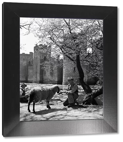 A groundkeeper with sheep outside Bodiam Castle, a 14th-century moated castle near