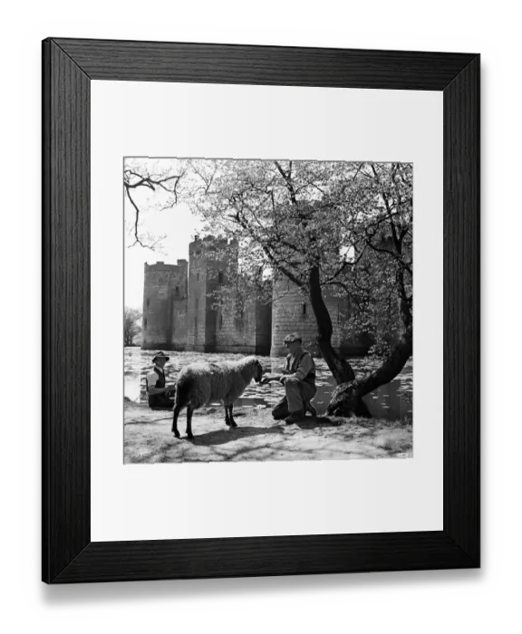 Framed Print : A groundkeeper with sheep outside Bodiam Castle, a 14th-century moated castle near Framed Print : A groundkeeper with sheep outside Bodiam Castle, a 14th-century moated castle near