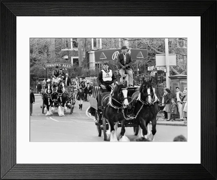Framed Print : Liverpool May Horse Parade, 10th May 1986. The heavy horses of Bass Framed Print : Liverpool May Horse Parade, 10th May 1986. The heavy horses of Bass