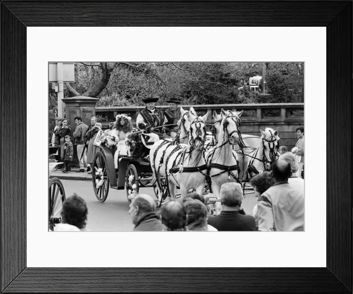 Framed Print : Liverpool May Horse Parade, 10th May 1986. A team of snow white horses, travel in style Framed Print : Liverpool May Horse Parade, 10th May 1986. A team of snow white horses, travel in style