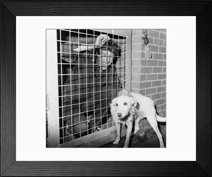 Framed Print : David De Val, Escapologist, 1st September 1983 Framed Print : David De Val, Escapologist, 1st September 1983