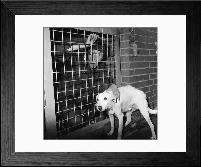 Framed Print : David De Val, Escapologist, 1st September 1983 Framed Print : David De Val, Escapologist, 1st September 1983