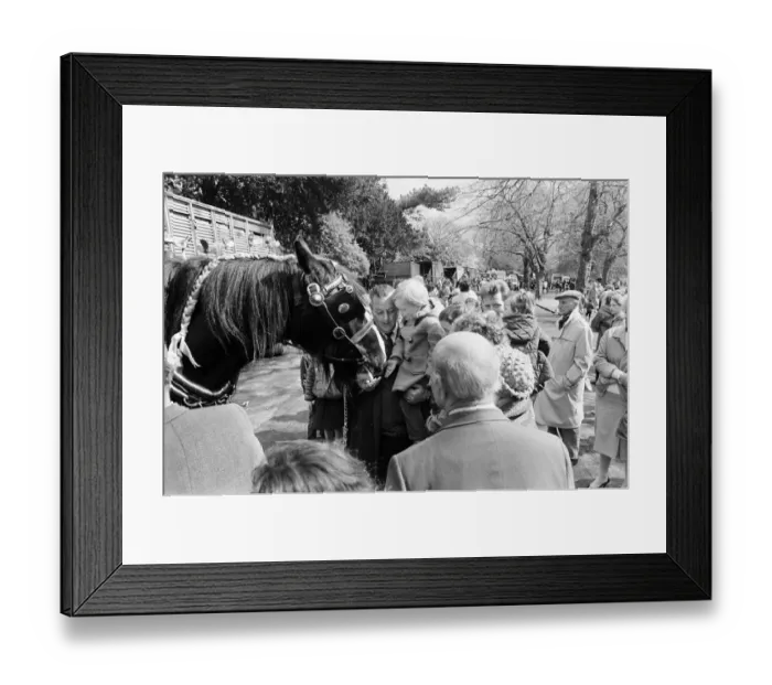 Framed Print : Liverpool May Horse Parade, Saturday 10th May 1986 Framed Print : Liverpool May Horse Parade, Saturday 10th May 1986