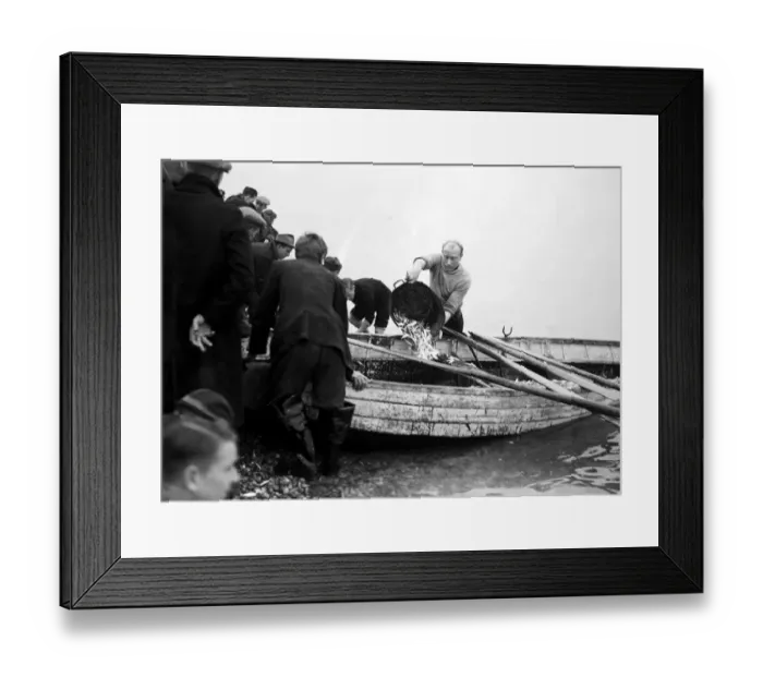 Framed Print : Spratts being caught at Hastings, East Sussex. Circa 1953