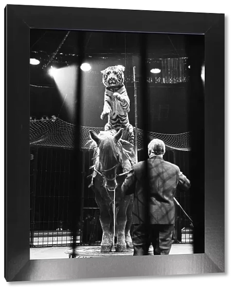 Harry Bellis horse riding tiger riders Sam, a cart horse in the Belle Vue Circus