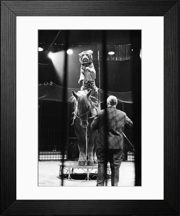 Framed Print : Harry Bellis horse riding tiger riders Sam, a cart horse in the Belle Vue Circus Framed Print : Harry Bellis horse riding tiger riders Sam, a cart horse in the Belle Vue Circus