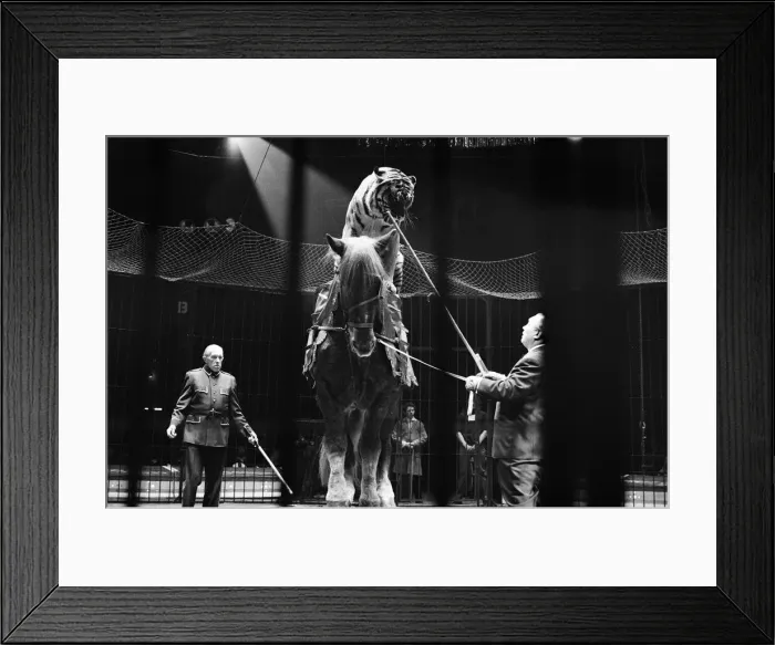 Framed Print : Harry Bellis horse riding tiger riders Sam, a cart horse in the Belle Vue Circus Framed Print : Harry Bellis horse riding tiger riders Sam, a cart horse in the Belle Vue Circus