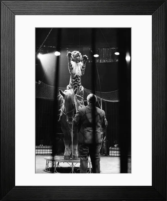 Framed Print : Harry Bellis horse riding tiger riders Sam, a cart horse in the Belle Vue Circus Framed Print : Harry Bellis horse riding tiger riders Sam, a cart horse in the Belle Vue Circus