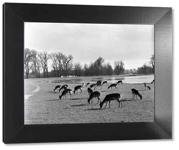 Fallow Deer in Bushy Park, London (formerly Middlesex). 8th April 1954