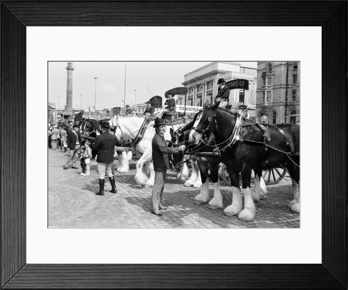 Framed Print : Liverpool May Horse Parade, City Centre, Liverpool, Saturday 9th May 1987 Framed Print : Liverpool May Horse Parade, City Centre, Liverpool, Saturday 9th May 1987