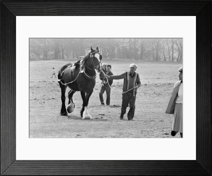 Framed Print : Liverpool May Horse Parade, Saturday 9th May 1987. Behind the scenes, Preparation Framed Print : Liverpool May Horse Parade, Saturday 9th May 1987. Behind the scenes, Preparation
