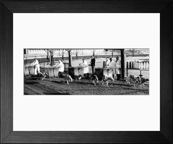 Framed Print : Greyhound racing at Belle Vue, Manchester, the first track built in Britain when Framed Print : Greyhound racing at Belle Vue, Manchester, the first track built in Britain when