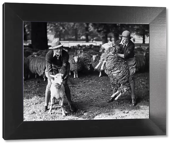 Land Army girls sheep shearing in Hyde Park, London. 16th May 1940