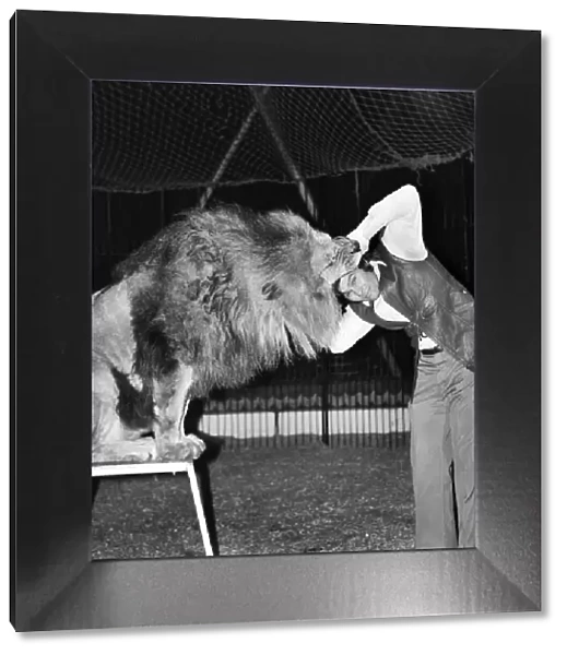 Hoffmans Circus, Shepherds Bush, London. Lion trainer Richard Collins putting his