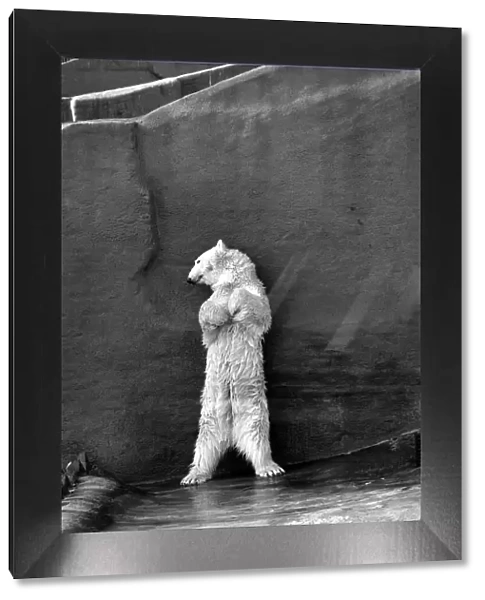 Polar bear 'Pipaluk'in his pen at London Zoo. 20th February 1975