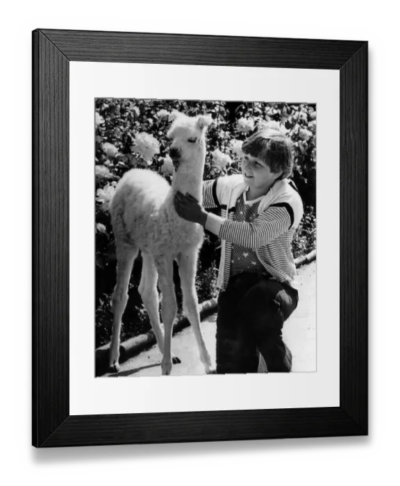 Framed Print : Ten-year-old James Wilson meets Jill, the baby Llama. Jill is the first baby Llama in
