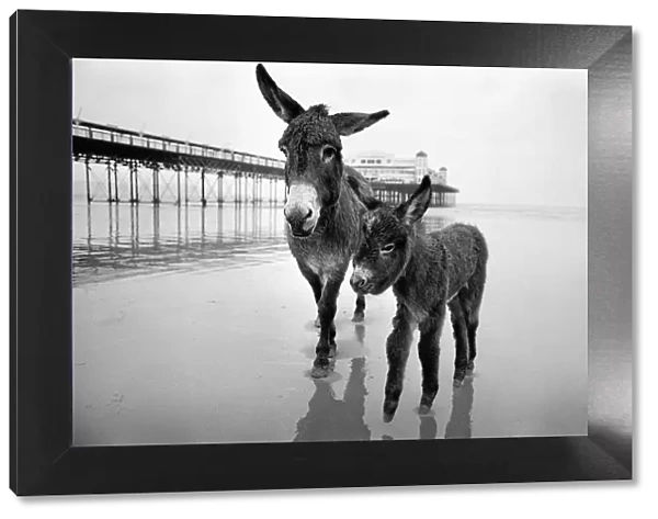 Judy a 7 year old Sands Donkey with her foal at Weston-super-Mare