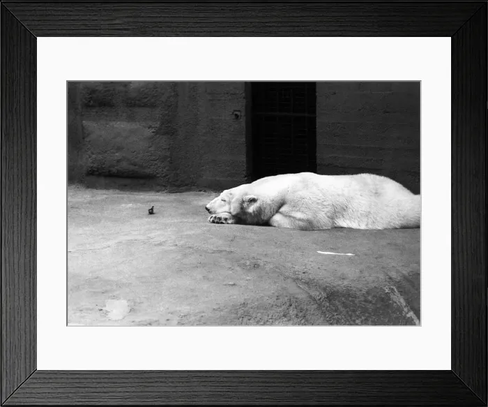 Framed Print : Polar Bear Sabrina seen here relaxing in her enclosure at London Zoo. 1st January 1975 Framed Print : Polar Bear Sabrina seen here relaxing in her enclosure at London Zoo. 1st January 1975