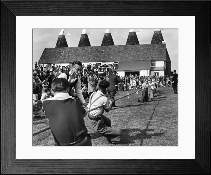 Framed Print : A Hop Festival is taking place today and tomorrow at the Whit breads 1100 acre farm Framed Print : A Hop Festival is taking place today and tomorrow at the Whit breads 1100 acre farm