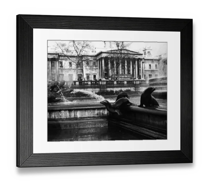Framed Print : Sea-lions in the Trafaglar Square fountain, London. 17th January 1964 Framed Print : Sea-lions in the Trafaglar Square fountain, London. 17th January 1964