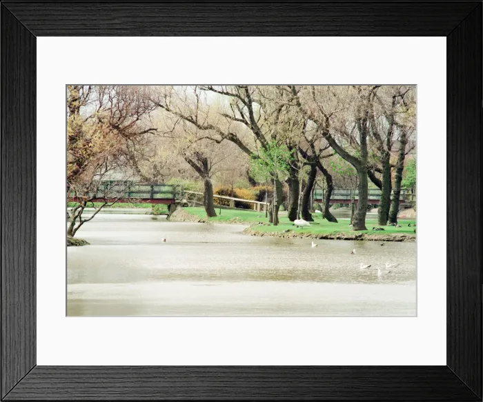 Framed Print : Lake at Locke Park, Redcar, 25th April 1994 Framed Print : Lake at Locke Park, Redcar, 25th April 1994