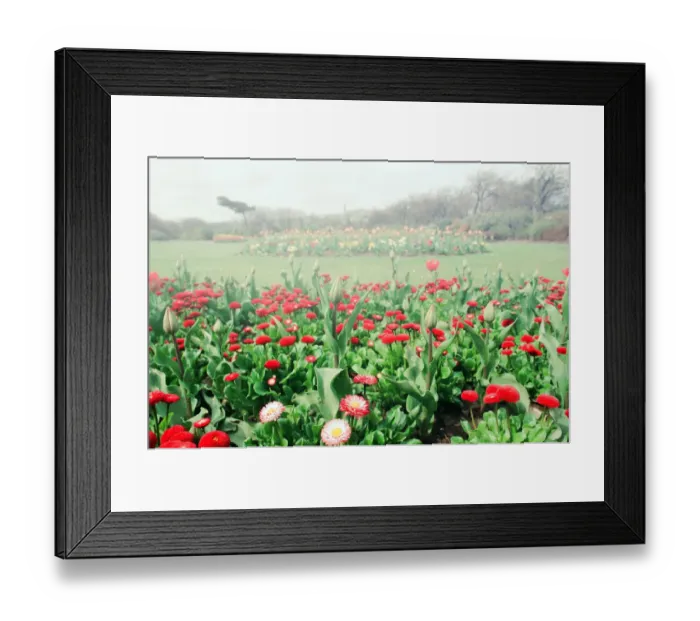Framed Print : Locke Park, Redcar, 25th April 1994 Framed Print : Locke Park, Redcar, 25th April 1994