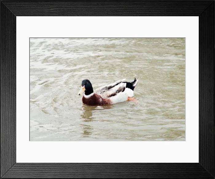 Framed Print : Duck in Lake at Locke Park, Redcar, 25th April 1994 Framed Print : Duck in Lake at Locke Park, Redcar, 25th April 1994