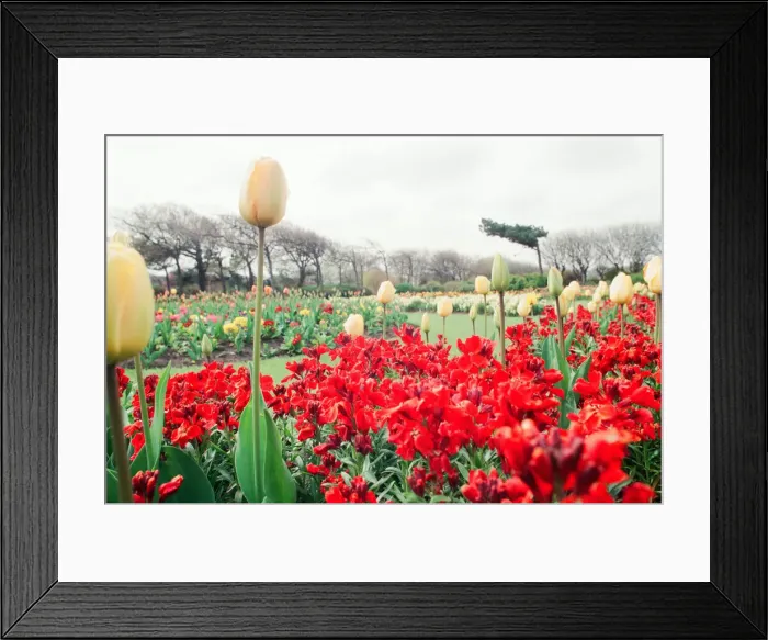 Framed Print : Locke Park, Redcar, 25th April 1994 Framed Print : Locke Park, Redcar, 25th April 1994