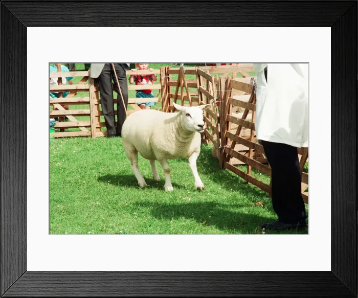 Framed Print : Agricultural Show Cleveland, 24th July 1993. Sheep in Pen Framed Print : Agricultural Show Cleveland, 24th July 1993. Sheep in Pen
