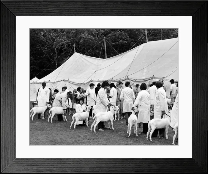 Framed Print : Agricultural Show Cleveland, 27th July 1985. No butts Framed Print : Agricultural Show Cleveland, 27th July 1985. No butts